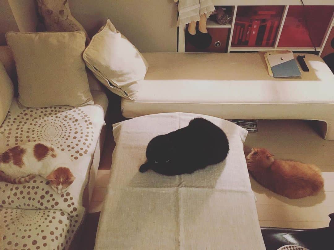 のインスタグラム：「ちくわ、備長炭、栃尾揚げ。  三猫おだやかに散らばる夜。 寒いけど温かい♡  イオちゃんとスーちゃん（ピガ兄）もお互い近くに居るのが自然になったなぁ。  なにかにつけて、感慨深い。  #猫沢組　#猫沢家の猫兄弟　#猫沢イオ　#みんな違うからこそみんないい　#猫猫しくてすみません」