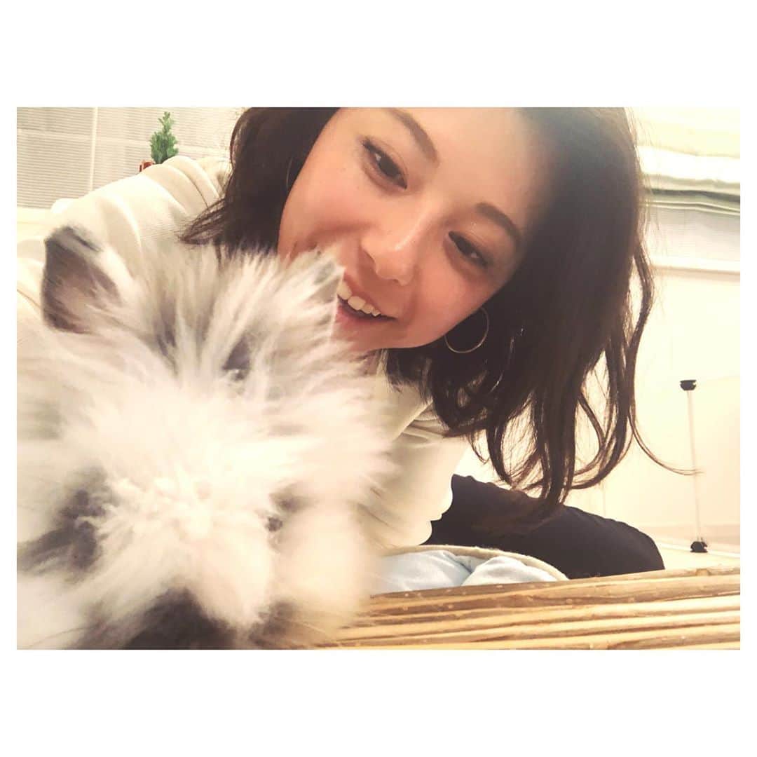 上村彩子さんのインスタグラム写真 - (上村彩子Instagram)「. . 友人の家に遊びにいったら 生後2カ月のうさぎちゃんが🐰💓 . ライオンラビットという種類で ライオンのたてがみのように フサフサほわほわ… ふんまで可愛くみえてくる… . . #うさすたぐらむ」1月10日 0時10分 - saekokamimura