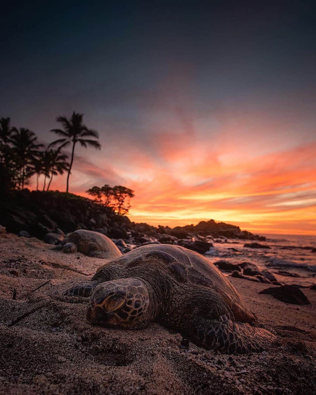 Earth Picsさんのインスタグラム写真 - (Earth PicsInstagram)「Sunrise 🌄 Resting turtles 🐢 in Maui Hawaii by @surrealshotz」1月10日 0時41分 - earthpix