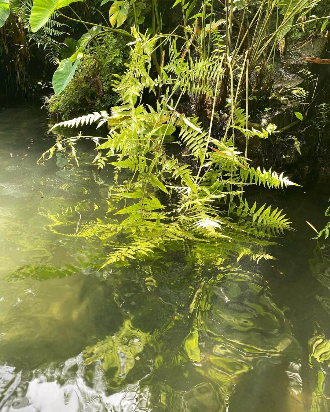 水原希子 さんのインスタグラム写真 - (水原希子 Instagram)「My favorite pool in the whole world 🥰🌿🧚🏼🦋🎋💦 最も理想的な自然界との共生。 このプールを心から愛してる🥺💞もはや川！」1月10日 1時34分 - i_am_kiko