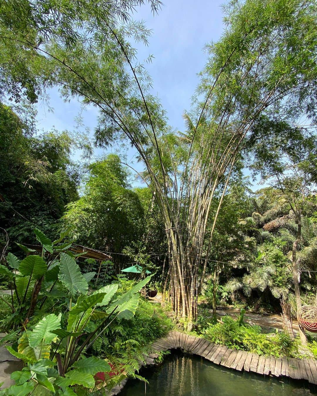 水原希子 さんのインスタグラム写真 - (水原希子 Instagram)「My favorite pool in the whole world 🥰🌿🧚🏼🦋🎋💦 最も理想的な自然界との共生。 このプールを心から愛してる🥺💞もはや川！」1月10日 1時34分 - i_am_kiko