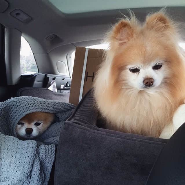 Buddy Boo Blueさんのインスタグラム写真 - (Buddy Boo BlueInstagram)「When I forced them to run errands with me.」1月10日 1時41分 - buddyboowaggytails