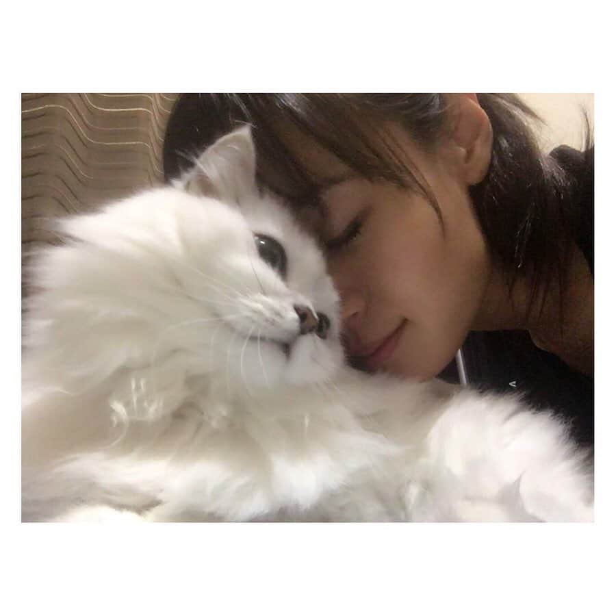 柳野玲子のインスタグラム：「今日はミーちゃんオペ日なので朝一で病院へ🏥 一本歯並びが悪かったようで、お口に影響しちゃったようです。。 人間も猫も、歯は大事ですね🦷✨ その他の健康診断やレントゲン、エコーはバッチリでした🥰 先生を信じて、ミーちゃんが頑張ってくれることを信じて、オペの成功を祈って… お仕事、頑張ってきます💞 #猫 #ねこ #チンチラシルバー #里親 #うみ #家族 #オペ #成功しますように #love」