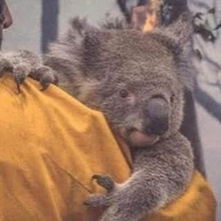 春木開さんのインスタグラム写真 - (春木開Instagram)「俺の大好きなコアラ達が苦しんでいる🐨🇦🇺﻿ ﻿ 春木開動きます。﻿ ﻿ オーストラリアのネガティブなニュースを﻿ 少しでもポジティブに変えれるように﻿ ポジティブカレンダーの売上の50%を森林復興募金に寄付させていただくことにしました。﻿ ﻿ やらない善よりやる偽善﻿ ﻿ 小さな積み重ねが大きなものになることを﻿ 信じています。 一人でも多くの人にこの状況を知ってほしい。 Twitterの RTだけでも インスタの拡散だけでも全然構いません。﻿ 協力宜しくお願いします。 皆の力を貸してください。﻿ ﻿ #コアラ #australia﻿ #オーストラリア﻿ #コアラを救いたい #森林復興支援  #ポジティブカレンダー #やらない善よりやる偽善」1月10日 11時27分 - haruki.kai