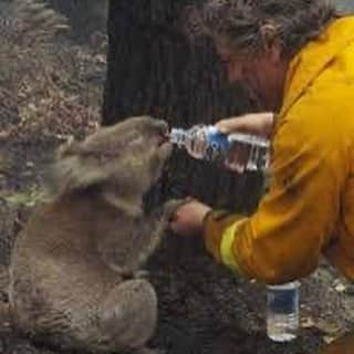 春木開さんのインスタグラム写真 - (春木開Instagram)「俺の大好きなコアラ達が苦しんでいる🐨🇦🇺﻿ ﻿ 春木開動きます。﻿ ﻿ オーストラリアのネガティブなニュースを﻿ 少しでもポジティブに変えれるように﻿ ポジティブカレンダーの売上の50%を森林復興募金に寄付させていただくことにしました。﻿ ﻿ やらない善よりやる偽善﻿ ﻿ 小さな積み重ねが大きなものになることを﻿ 信じています。 一人でも多くの人にこの状況を知ってほしい。 Twitterの RTだけでも インスタの拡散だけでも全然構いません。﻿ 協力宜しくお願いします。 皆の力を貸してください。﻿ ﻿ #コアラ #australia﻿ #オーストラリア﻿ #コアラを救いたい #森林復興支援  #ポジティブカレンダー #やらない善よりやる偽善」1月10日 11時27分 - haruki.kai