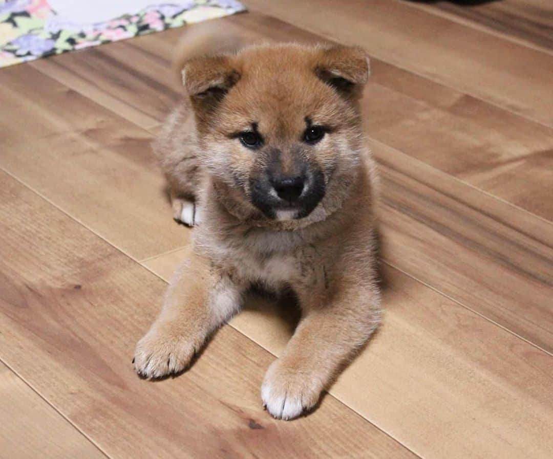 柴犬たま Shibainu Tamaのインスタグラム