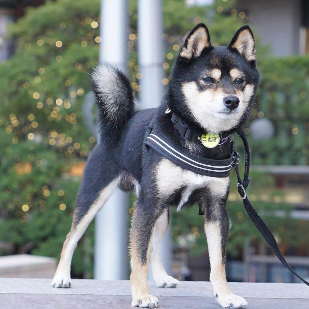 黒豆柴こむぎのインスタグラム