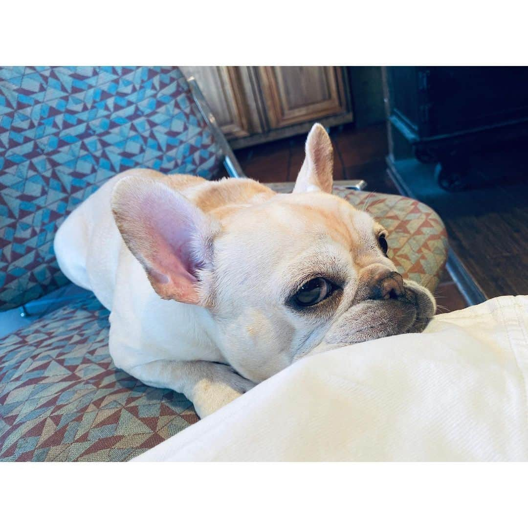 千田愛紗さんのインスタグラム写真 - (千田愛紗Instagram)「My love❤️#frenchbulldog #hana醬 #法國鬥牛犬 #毛小孩」1月10日 12時23分 - aisa1108