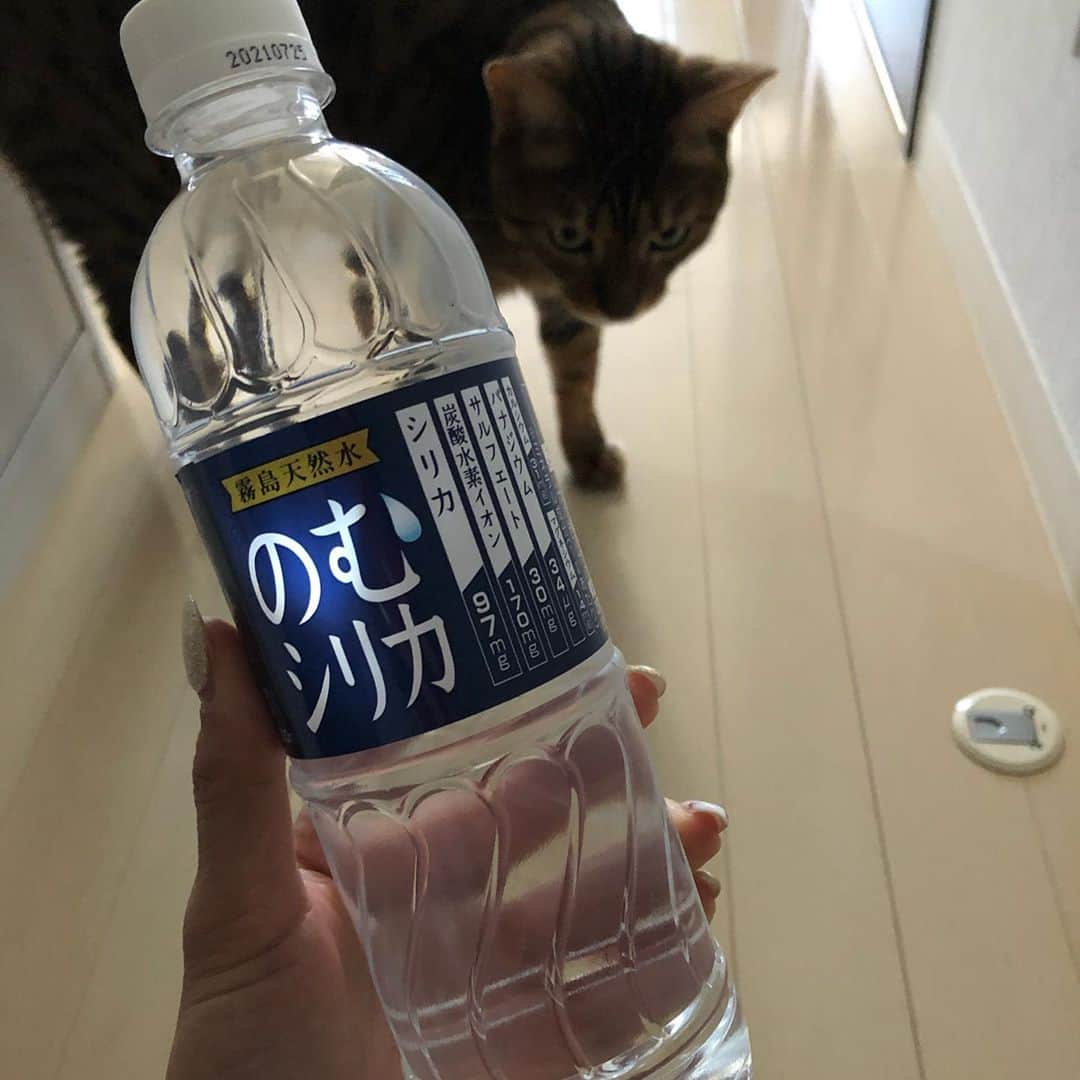 佐野千晃さんのインスタグラム写真 - (佐野千晃Instagram)「水道水よりのむシリカが好きです🤤﻿ ﻿ 走るのが億劫になる寒さが続いてるけど風邪に気を付けて走り込まないと🤧﻿ ﻿ 年払いシステムスタートしてて1回分が無料になるって、、、年始だしお得か🤔 ﻿ ﻿ #シリカ #シリカ水 #のむシリカ #霧島天然水 #supported #run #running #marathon #フルマラソン #マラソン #マラソン女子 #人生自由自在 #走る女子 #ファッション #ウェア #楽しく走る #ランニング #ジョギング」1月10日 12時41分 - sanochiaki810