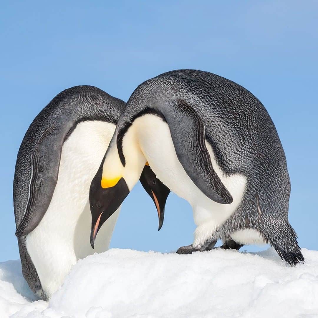 National Geographic Travelさんのインスタグラム写真 - (National Geographic TravelInstagram)「Photo by @daisygilardini | The colony off the coast of Snow Hill Island is the northernmost emperor penguin colony in Antarctica, and for this reason it’s the most visited. Emperor penguins are unique among species of Antarctic penguins in that they reproduce during the Southern fall and winter, on pack ice. By spring, when all other penguin species return to land to reproduce, emperor penguins are almost ready to leave the colony to return to the sea. Follow me @DaisyGilardini for more images and stories behind the scenes. #penguin #emperorpenguin #courtship #antarctica」1月10日 6時06分 - natgeotravel