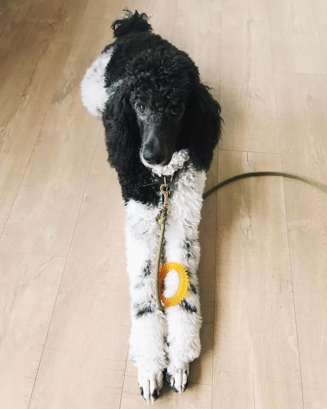 Robin May Flemingのインスタグラム：「The week before Christmas, Peggy and her long legs graduated from puppy class. (We knew it was time for her to move on when she towered over every puppy in class and began knocking them all over like puppy-shaped bowling pins.) Today she started her new class and, well, I think I'm officially a weird dog person.  I am, right?  I didn't mean to become this. I swear. I've just always liked having a dog around, and the older I get, the more I learn, and the more I learn, the more I see that bringing a dog into my life just isn't something I can, in good conscience, do halfway. Making the decision to end Gracie's life put this into fierce perspective for me, just the sheer towering cliff-face responsibility of it all. If I'm going to be a dog's world, I owe it to them to be the best dang dog world I can possibly be. So today it was back to class, this time with a bunch of gangly dog teens, tongues lolling and hormones raging.  I sweat a lot in class. I want to be the best, but I'm not. I don't want to look silly, but I do. So I sweat and I learn and I push through the discomfort. And sometimes it's embarrassing, often it's exhausting, but always it's worth it. P.S. Peggy did great.」