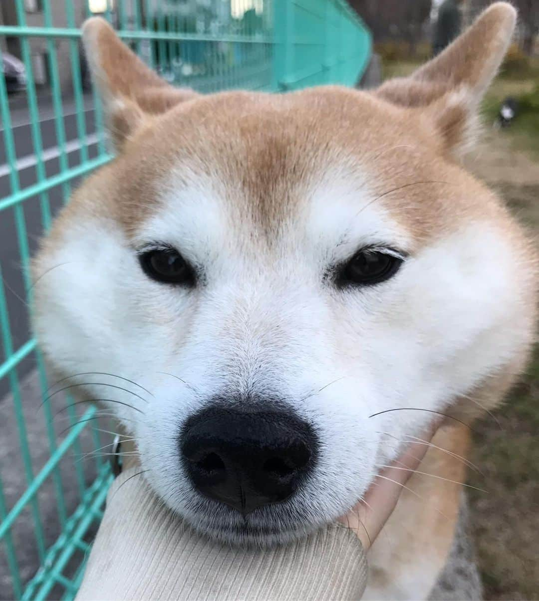 柴犬のモモさんのインスタグラム写真 - (柴犬のモモInstagram)「おはようございます。歯みがき嫌いのモモさん。外なら少しは大人しいかなとやってみました。が、飼い主の親指に穴を開けたので、コラッてされてます #いぬ #イヌ #犬 #柴犬 #赤柴 #日本犬 #犬バカ部 #ふわもこ部 #いぬら部 #癒しわんこ #柴犬マニア #犬のいる暮らし #口角キュキュッと部 #shiba #shibainu #shibadog #dogstagram #dogsofinstagram #shibastagram #shibasofinstagram #shibamania #inu #instadog #toyota_dog」1月10日 8時34分 - shi_ba_i_nu_momo