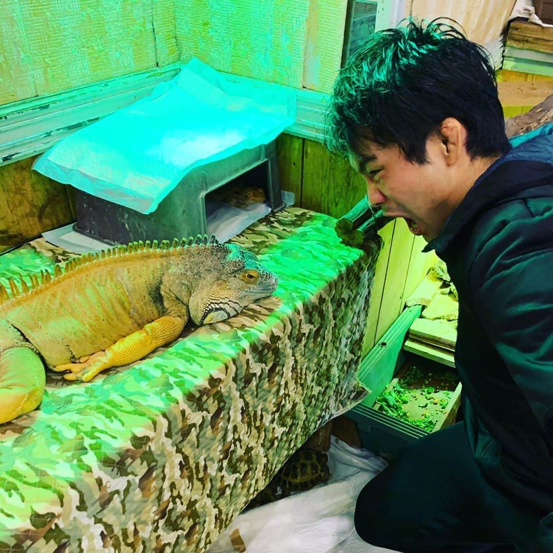 升水翔兵さんのインスタグラム写真 - (升水翔兵Instagram)「グリーンイグアナチャレンジ笑笑 爬虫類も可愛いね✨」1月10日 9時25分 - shoheimasumizu