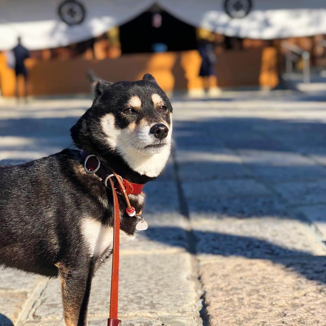 vo_coのインスタグラム：「⛩ 渋い顔してるけど こたつ的に初詣してきました 2020、今年も1年病気や怪我がありませんように…！ あと、もう少し弟と仲良くしてね * #shibastagram #instashiba #shiba #shibainu #黒柴 #柴犬ドローン」