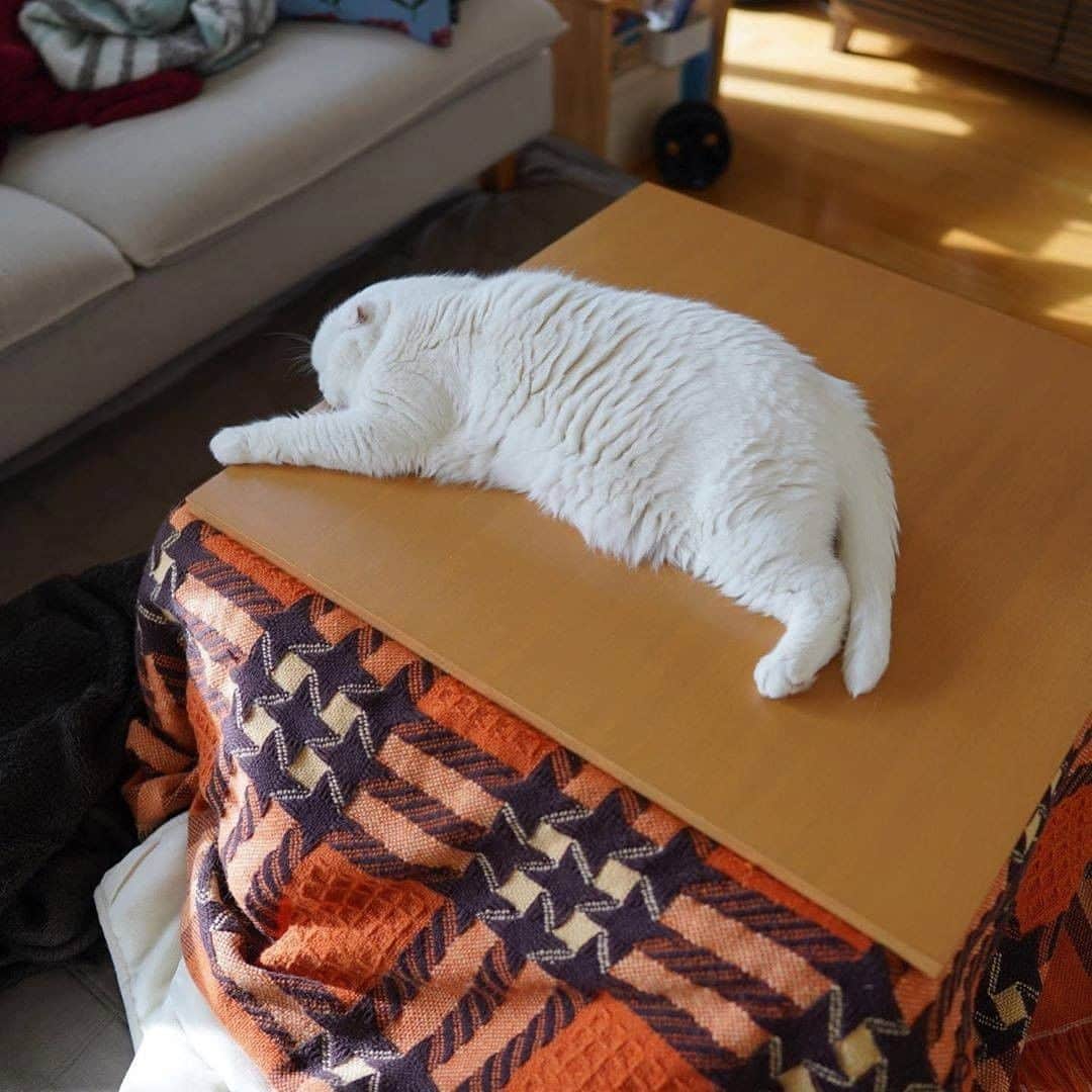 PECOねこ部さんのインスタグラム写真 - (PECOねこ部Instagram)「. 「猫はこたつで〜♪」 #丸くなる♪と思ったら #伸びてるー！😳 #Maru君みたいに #伸びてくつろぐニャンコも #いるみたいですよ😚🎶 #regram：@rojiman  素敵な写真を投稿してくださったのは… @rojiman さん 他にも素敵なお写真がたくさんあるので、ぜひ遊びに行ってみてください！  #ペコねこ部 をつけて投稿すると… PECOで楽しくご紹介させていただきます💓  #ねこ #猫 #ネコ #ねこ部 #にゃんこ #かわいい #cat #cats #catsofinstagram #cats_of_instagram #catstagram #kawaii #meow #catlover #スコティッシュフォールド #白猫 #暖かい日 #scottishfold #relaxcat」1月10日 21時00分 - pecocats