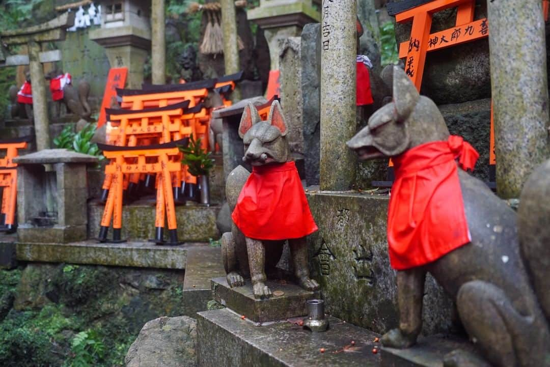 MagicalTripさんのインスタグラム写真 - (MagicalTripInstagram)「Hello! This is MagicalTrip @magicaltripcom. Did you check Arahiyama tour on the last post? If you didn’t please check it out!  So now we are in Kyoto, the most traditional and historical place in Japan. I picked Fushimi Inari as the second place to explore in Kyoto, especially with Magical Trip. Fushimi Inari is known for a thousand of red gates as you see it on this post. But, actually it is not just that. If you get in there deeper, you will see spiritual and sacred bamboo forests will welcome you. Even Japanese visitors do not know about this (Like I did not know before). Don’t be just a tourist. Let us show you the best way to explore Fushimi Inari to the deepest! (1) What is Fushimi Inari? Fushimi Inari Shrine is an important Shinto shrine in southern Kyoto. It is famous for its thousands of vermilion torii gates. The trails lead into the wooded forest of the sacred Mount Inari, which stands at 233 meters and belongs to the shrine grounds. (2) Why do you need a local guide here? As I told you, I didn’t know about the trail until I met Magical Trip. While you are taking the trail, our guide will explain the history of Inari Taiha (Shrine). You may be able to learn this by reading or looking up on it on the internet. But it is much better to feel it at the same time. (3) Comments from Yoko, who created this tour. “Don’t get caught standing in a crowd of tourists trying to get a good photo. We provide a personal hiking experience. This is the ONLY tour at Fushimi Inari which goes off paved paths, onto actual forest trails. We know of hidden bamboo groves and beautiful evergreens around Fushimi Inari Shrine. Local trails lead us to the main shrine with thousands of red torii gates, and we know of secluded trails that lead to old and hidden alters. This will lead us to the most famous area of Fushimi Inari, perfect for a memorable photo. We will finish at the main shrine at the base of the mountain, where you can enjoy some local street food before you continue your adventure in the wonderful city of Kyoto. Solo travelers, friends, couples and family, all are welcome😆 ”」1月10日 21時00分 - magicaltripcom