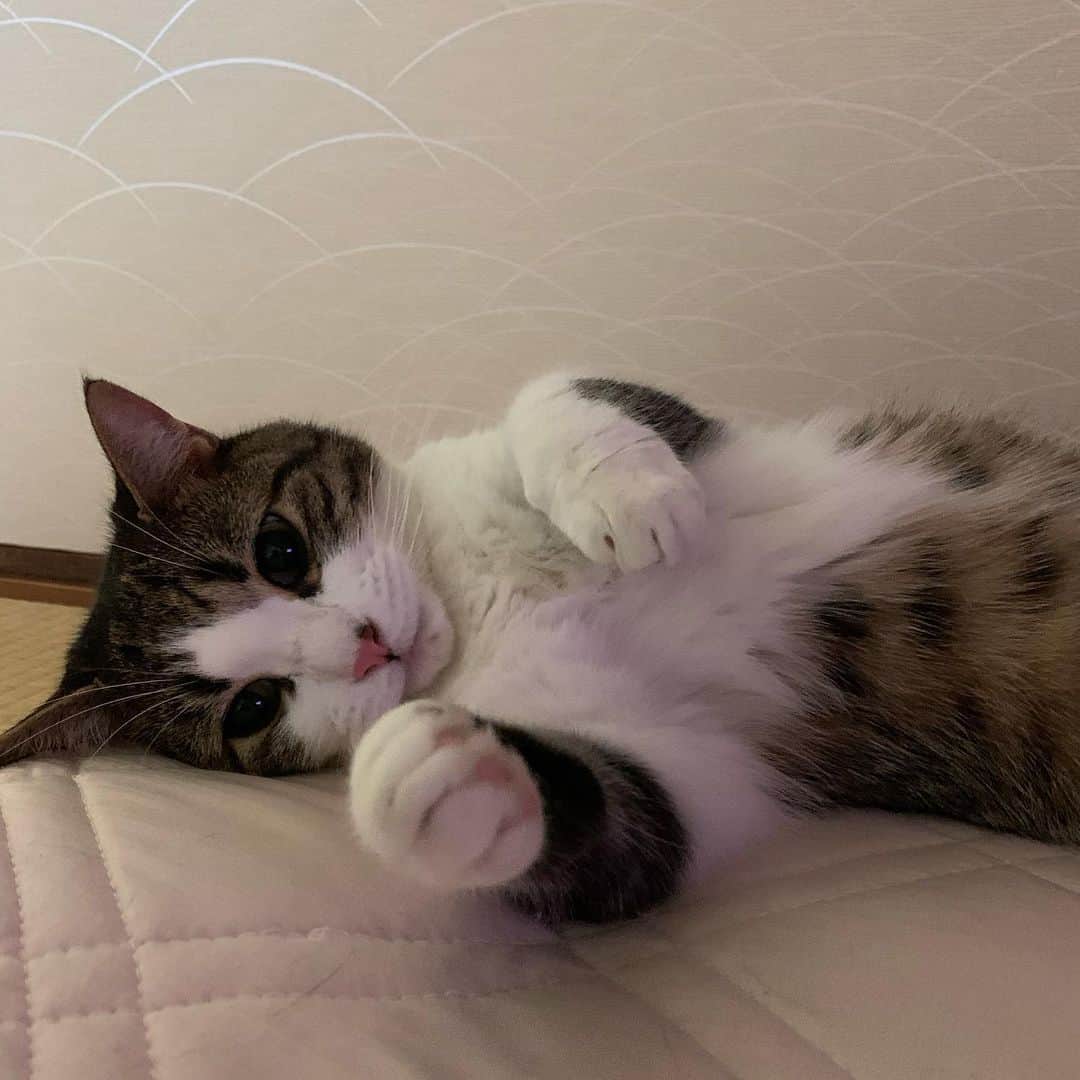 kokomamaのインスタグラム：「久しぶりのアップです。 #ハル #ねこのきもち」