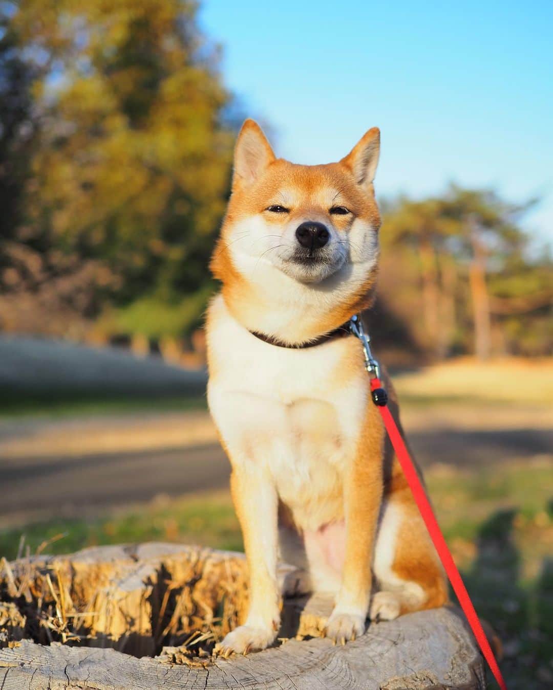 豆柴にこちゃんさんのインスタグラム写真 豆柴にこちゃんinstagram たまにチベットスナギツネに見える もしくはエジプトの古代の犬の神様 そして 3連休 柴犬 豆柴 Pecoいぬ部 犬 わんこ 犬 ここ柴部 Shibainu Dog Mameshiba Pecotv Shiba いぬのき