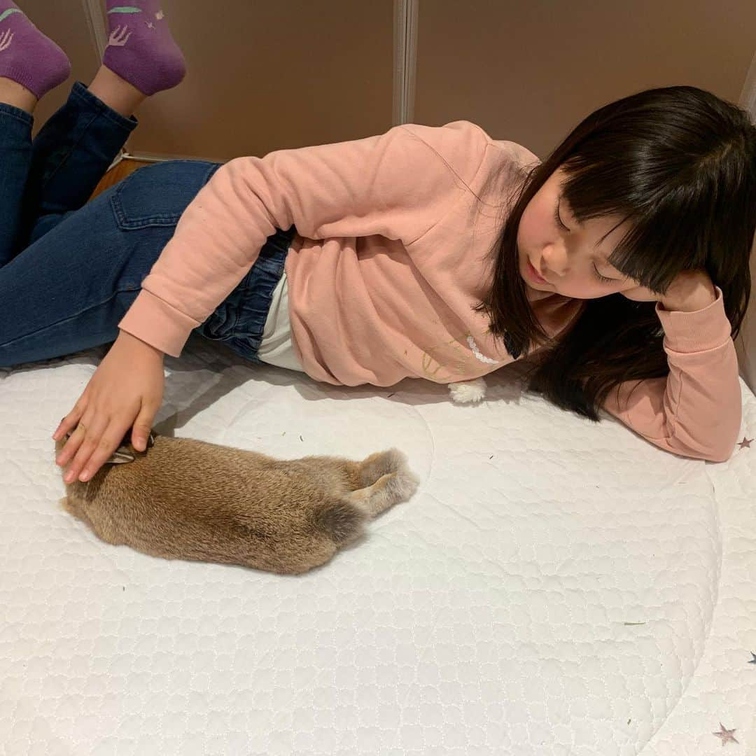 河島あみるさんのインスタグラム写真 - (河島あみるInstagram)「すっかり仲良し👧🐰 トイレもパーフェクトです💯 ☆ #うさぎ部#うさぎの都#ネザーランドドワーフ#うさぎのいる暮らし#rabbitstagram」1月10日 21時13分 - amiru_kawashima