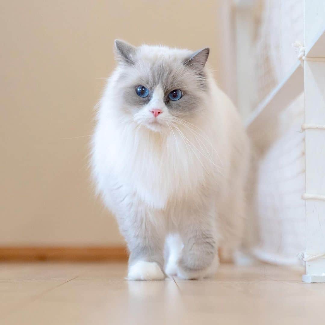 マアルのインスタグラム：「モグさん #🐈 #北海道 #旭川 #ペットホテル #ラグドール」