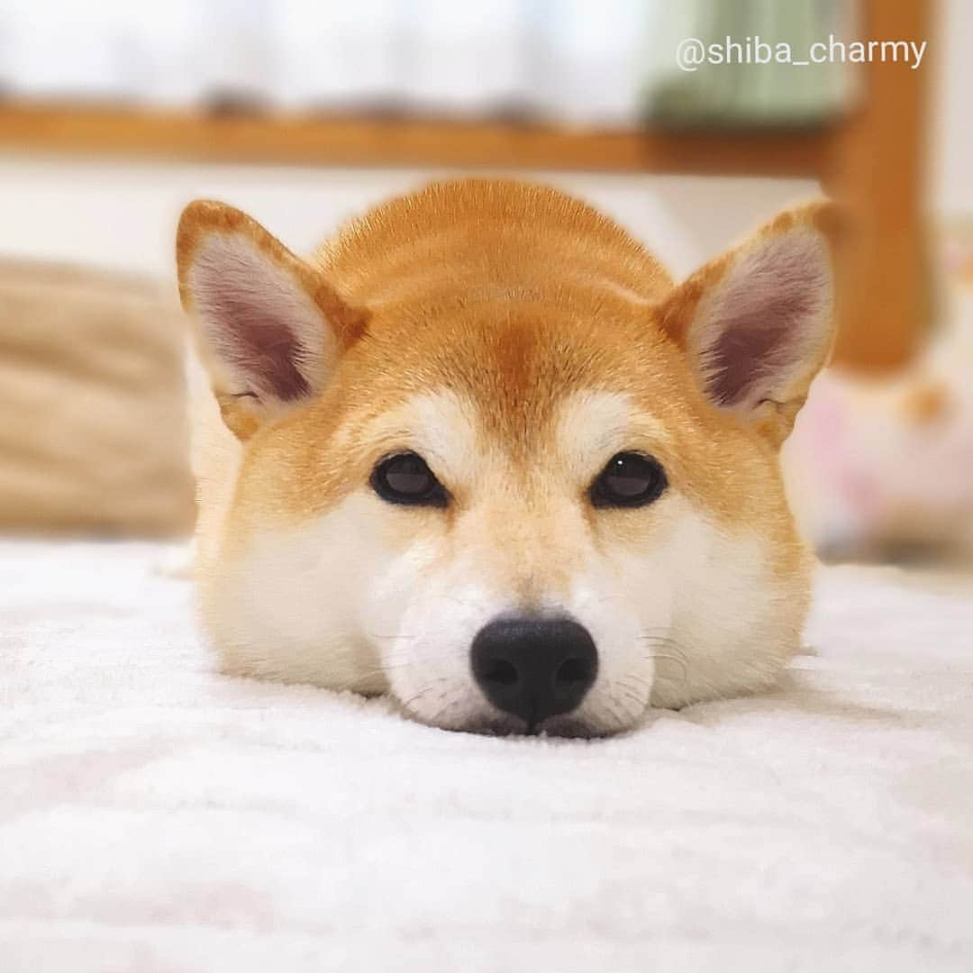 ちゃみさんのインスタグラム写真 - (ちゃみInstagram)「. 今日のツムツムちゃん！ とろ～ん顔☺ 最後はお手手ありツムツム動画🐾後ろ足はいつもカエル足🐸 . #柴犬#しばいぬ#犬#pecoいぬ部#いぬのきもち#shiba#shibainu#dog#weeklyfluff #adorable」1月10日 21時41分 - shiba_charmy