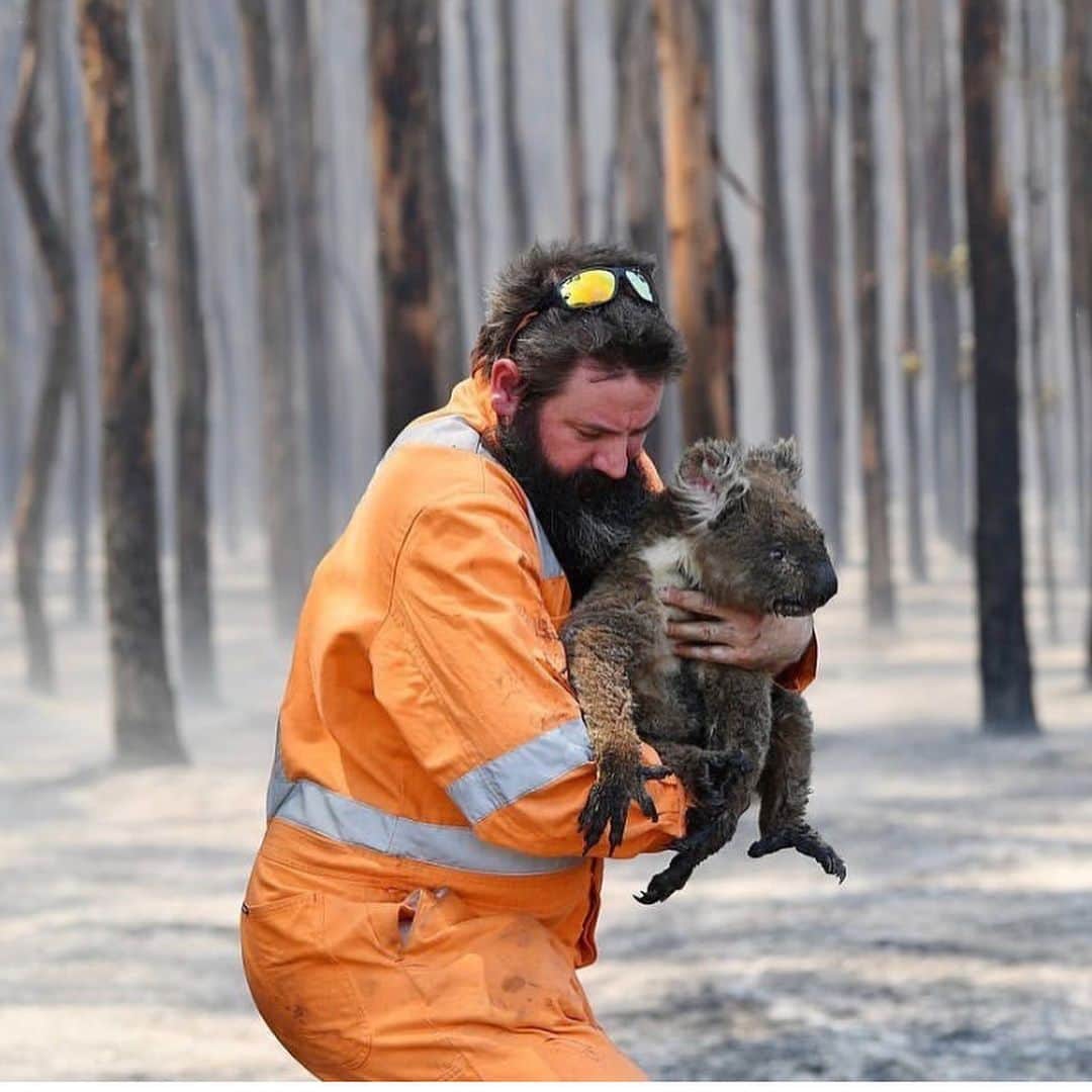 ゆうさんのインスタグラム写真 - (ゆうInstagram)「. . Pray for Australia🇦🇺 . オーストラリアの山火事の映像を 見るたびに本当に悲しくて辛いです😢 . 私が今すぐ出来るのは少しの寄付と 皆さんに拡散する事くらいで😣 . . . #prayforaustralia 🙏 #savetheanimals  #koala  #カンガルー . . .」1月10日 21時51分 - ernie_pooh_