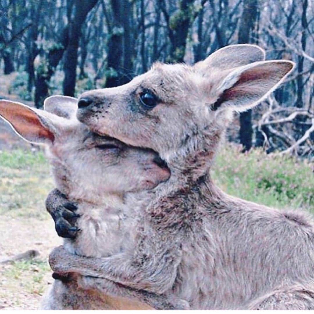 ゆうさんのインスタグラム写真 - (ゆうInstagram)「. . Pray for Australia🇦🇺 . オーストラリアの山火事の映像を 見るたびに本当に悲しくて辛いです😢 . 私が今すぐ出来るのは少しの寄付と 皆さんに拡散する事くらいで😣 . . . #prayforaustralia 🙏 #savetheanimals  #koala  #カンガルー . . .」1月10日 21時51分 - ernie_pooh_