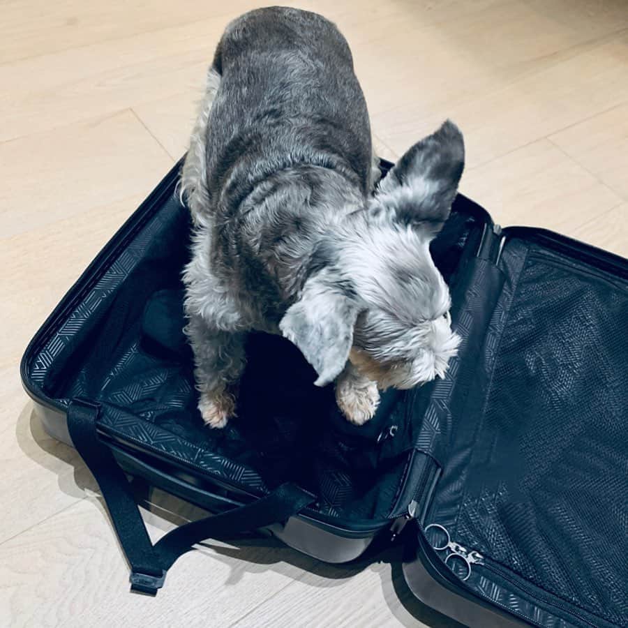 レイニー・ヤンさんのインスタグラム写真 - (レイニー・ヤンInstagram)「六天不在台北 昨天一回到家 她很反常的出現在她平時不會待的地方 例如1.我的行李箱 2.破掉的紙袋 而且 第四張眼神也太猥瑣了吧 #雪納瑞 ​​​#毛小孩 #女兒」1月10日 13時36分 - rainie77