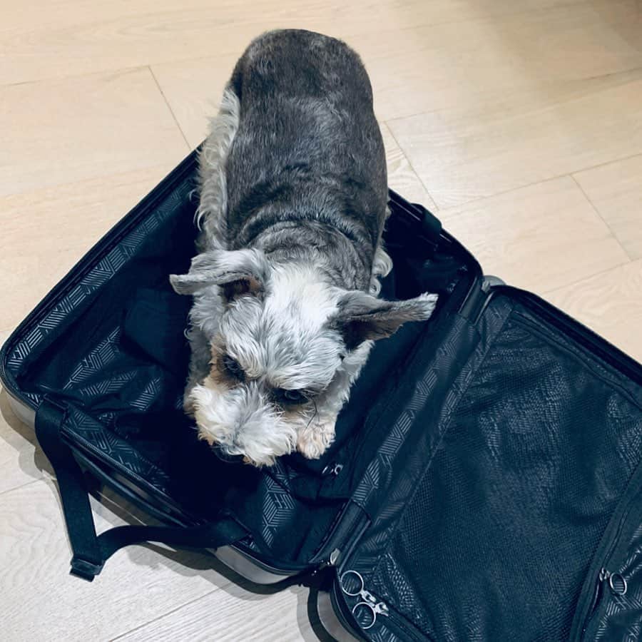 レイニー・ヤンさんのインスタグラム写真 - (レイニー・ヤンInstagram)「六天不在台北 昨天一回到家 她很反常的出現在她平時不會待的地方 例如1.我的行李箱 2.破掉的紙袋 而且 第四張眼神也太猥瑣了吧 #雪納瑞 ​​​#毛小孩 #女兒」1月10日 13時36分 - rainie77