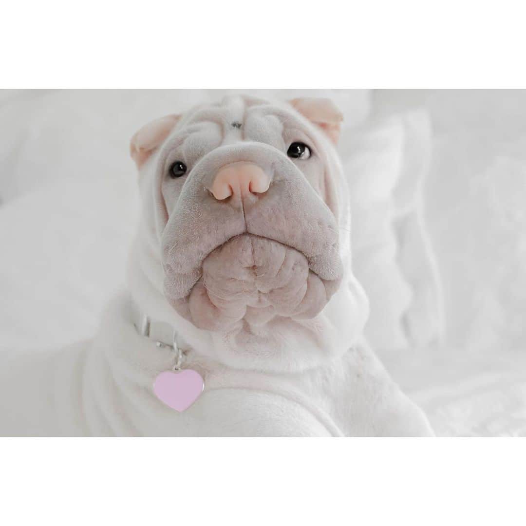 annie&pADdinGtoNさんのインスタグラム写真 - (annie&pADdinGtoNInstagram)「Mr big eyes with the big heart 💓 #happyfriday #lambington #sharpei #sharpeisofinstagram #sharpeiworld #wrinkles #love #instagood #weeklyfluff #dog #dogs #dogsofinstagram #dogoftheday #dogsofinsta #doggo #barked #cutepetclub #iloveyoutothemoonandback」1月10日 13時43分 - anniepaddington