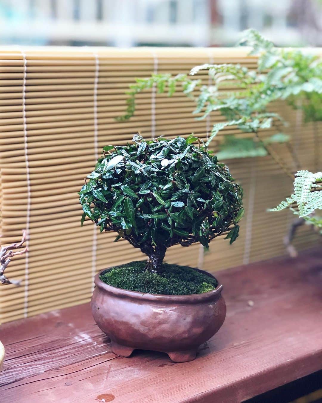 金成公信のインスタグラム：「チリメンカズラ。 #チリメンカズラ #縮緬葛 #盆栽 #bonsai #bonsaijapan #japanesebonsai #wabisabi #bonsailovers #bonsailife #bonsaitree #bonsaiart #bonsaigram #bonsaiworld #plants #tree #greenlife #greenlifestyle #苔 #moss」