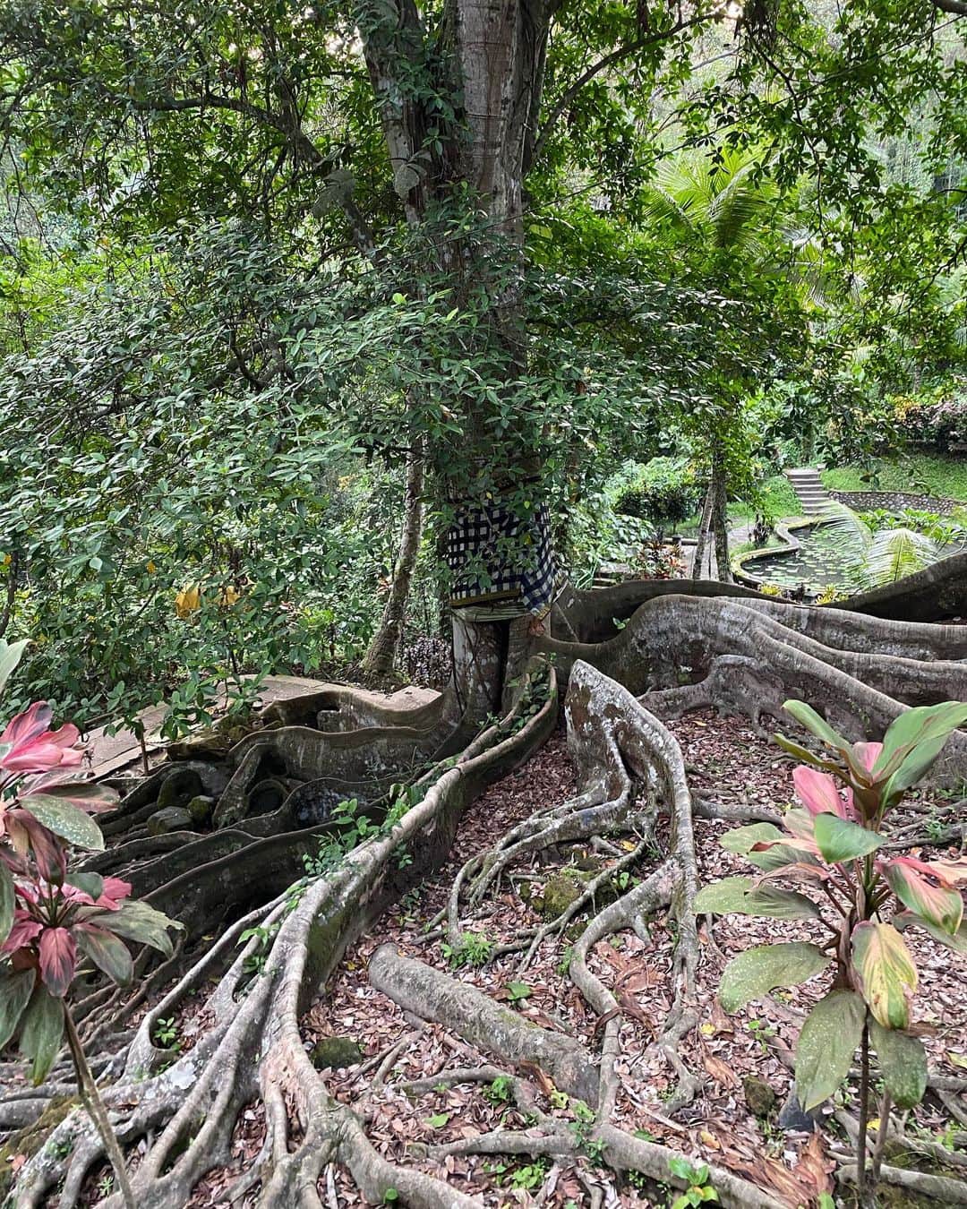 水原希子 さんのインスタグラム写真 - (水原希子 Instagram)「Goa Gajah 🐘🙏🏻💞💫🌿 迫力満点のゴアガジャ遺跡！ ここはバリヒンドゥーと仏教が混在している寺院で 庭園も美しくて、とても穏やかな気持ちになりました🧚🏼🌿 大樹の根っこが力強い🌳」1月10日 14時56分 - i_am_kiko