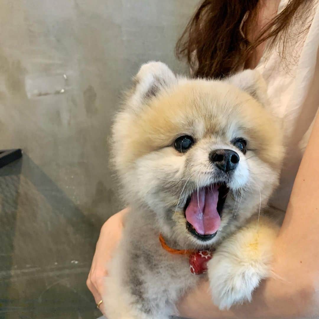 Ella Chuffyのインスタグラム：「Chuffy of the day 🦦🐾 . . . . . . . . . #ellachuffy #pet #petstagram #pomeranianpage #pomeraniansofinstagram #teacuppoms #cutedogs #pomeranian_lovers #pomeranianlife #pomeranianworld #teddybeardog #pomeranian #puppylove #aplacetolovedogs #dogoftheday #justpomeranians #fluffypack #dogoftheday #anmlsposts #thedailypompom #picoftheday #iflmdog #犬 #狗 #everydaydoglover  #pomeranianww #justpomeranians #bridgetdoodlesdogs #pomeranian_moments」