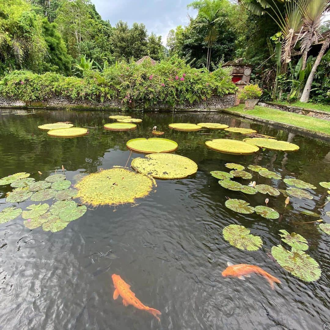 水原希子 さんのインスタグラム写真 - (水原希子 Instagram)「I went to so many beautiful places in Ubud Bali🍃💫💞💦」1月10日 15時32分 - i_am_kiko