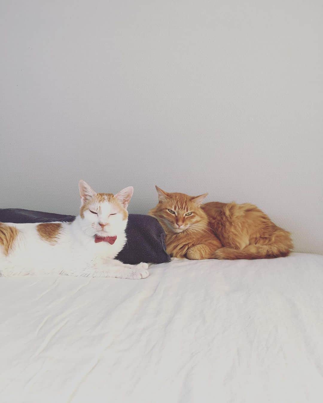 のインスタグラム：「イオ子とアブ雄のランデヴ♡  #CHANECHOES #猫沢イオ #ユピ坊 #猫沢組」