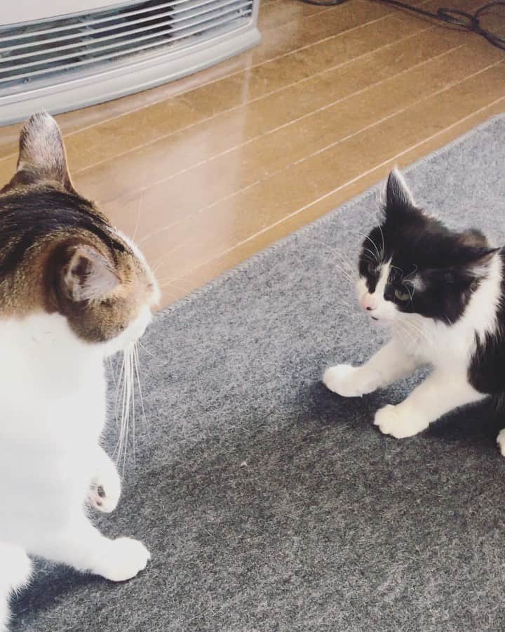 もじゃころのインスタグラム：「坂東態度デカすぎ😂😂😂そしてうちの先住猫たちみんな怒らなさすぎ🤣ねこ達みんなで坂東のこと甘やかしすぎてる！！坂東やりたい放題！！！ だれか猫社会のルール教えてあげて！！ #坂東玉隠しシャシャ丸  #チョッチュ具志コロペッペ  #ルアクコピッピモカ丸  #バンモカ」