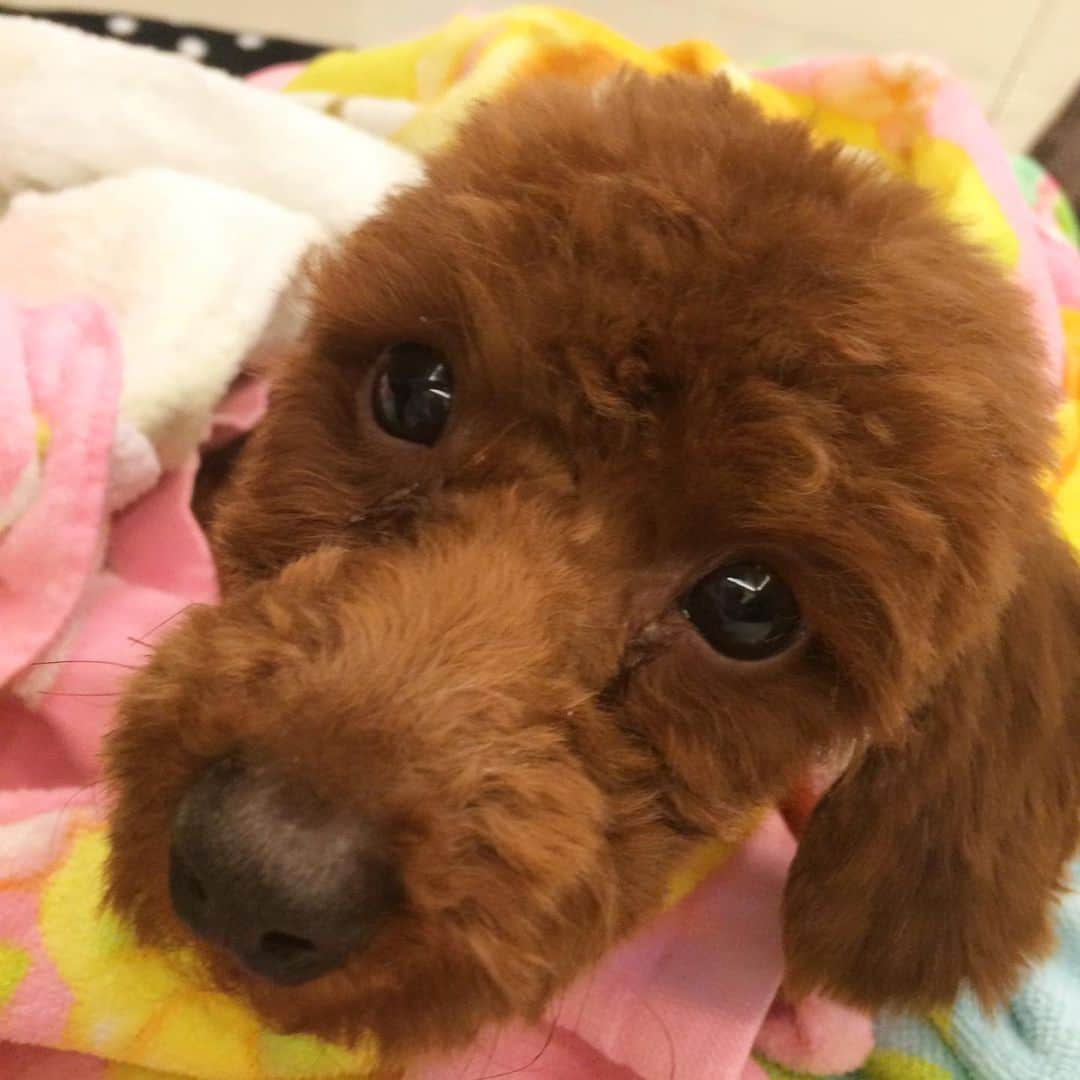 新井利佳さんのインスタグラム写真 - (新井利佳Instagram)「4年前の今日、台湾の保護犬だったCocoちゃんを施設から引き取りました🐶✨ 沢山色んな所に行ったし、台湾、タイ、日本と、色んな国にも行ったし😆 毎日一緒に居るから、もう何年も何年も一緒に居た気分だけども✨ Cocoちゃんも私たちと出会って幸せだと思ってくれてるといいな😊 四年前的今天我領養Coco🐶 我們一起去很多地方、也有去不同的國家了🤗 每天我和coco在一起，感覺已經過了很多年了🐶💁🏻但才四年而已😳 希望Coco也會覺得很幸福開心✨😊✨ #貴賓狗 #領養 #可愛 #新 #家人 #愛 #乖 #新生活 #笑容 #幸福 #溫暖 #台北 #台灣 #toypoodle #toy #poodle #poodlelove #dog #family #dontsupportpuppymills #adopt #start #newlife #happy #smile #warm #20160110 #welcomehome #保護犬 #保護犬を家族に」1月10日 17時39分 - rika.arai