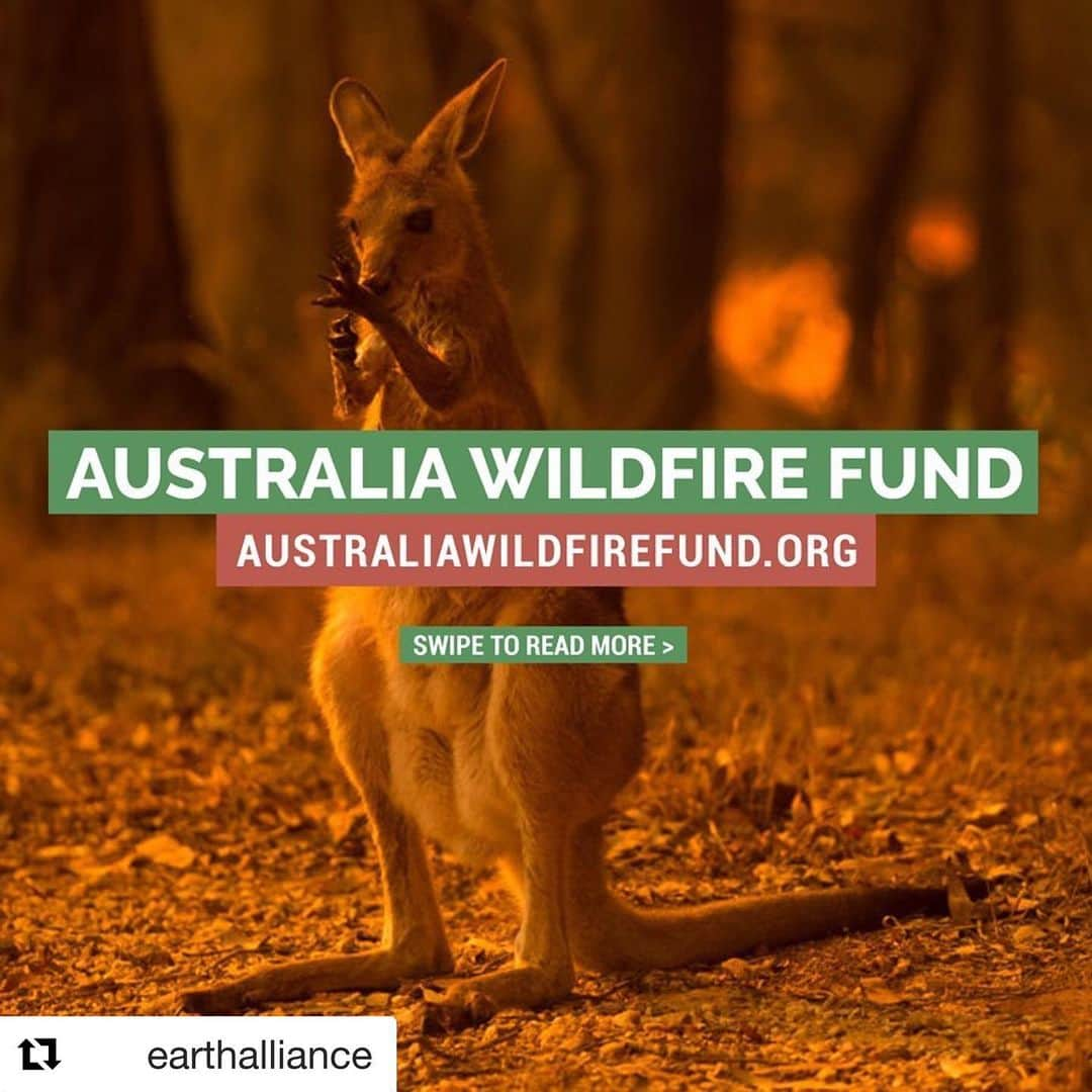 ペネロペ・クルスさんのインスタグラム写真 - (ペネロペ・クルスInstagram)「#Repost @earthalliance ・・・ Earth Alliance, created in 2019 by @LeonardoDiCaprio, Laurene Powell Jobs, and Brian Sheth, has launched the #AustraliaWildfireFund, a $3 million commitment to assist critical firefighting efforts in New South Wales, aid local communities most affected by the wildfires, enable wildlife rescue and recovery, and support the long term restoration of unique ecosystems, with partners @aussieark @bushheritageaus @wireswildliferescue @emersoncollective @global_wildlife_conservation. Join us in supporting these critical efforts -- please see the link in our bio to donate. #AustraliaFires」1月10日 17時52分 - penelopecruzoficial