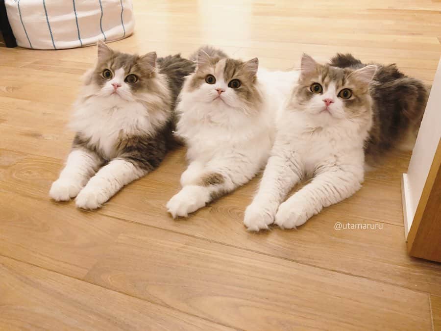 のインスタグラム：「だんごさんきょうだい🍡🐱❤️ .  左から睦太、小町、獅子丸、 手前にいるのはお花です☺️💕 .  Mutta, Komachi, Shishimaru, and Ohana chan❤️ .」