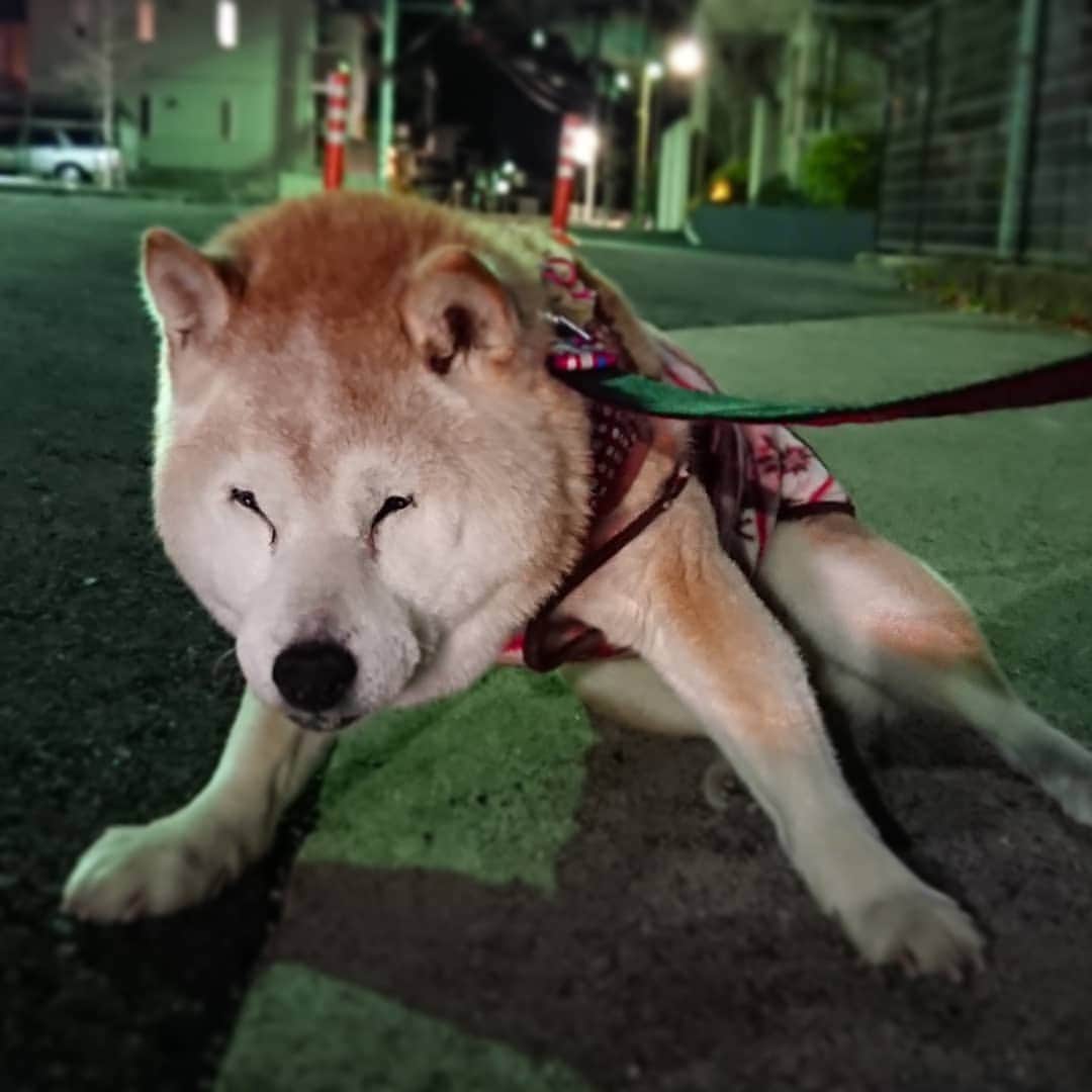 柴子さんのインスタグラム写真 - (柴子Instagram)「「はぁ〜、疲れた。」 って聞こえてきそうな柴子(仮名)さん。 一休みしてもうちょっと歩こうね。 #柴犬　#shibainu #shibastagram  #秘密結社老犬倶楽部」1月10日 18時33分 - senogawadogs