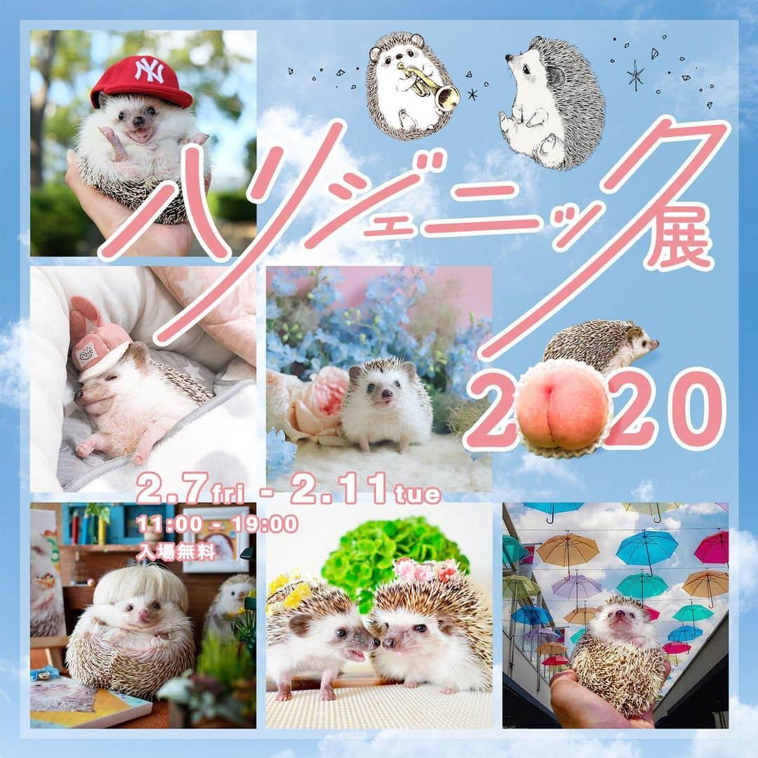 ダーシーさんのインスタグラム写真 - (ダーシーInstagram)「Hedgehog Festival in Japan🦔🥳✨ 1年半ぶりのハリジェニック展まであと1ヶ月を切りました‼️ 今回もハリネズミが大好きな20名以上の作家が集合しました🦔✨ 新しい可愛さ、変わらぬ可愛さ、全部伝えられたらいいなと思っています😊 ハリネズミ飼っている方もそうじゃない方も、ぜひ遊びにいらして下さい✨ ・ ハリジェニック展2020 期間：2020年2月7日(金)〜2月11日(祝) 時間：11:00 - 19:00 会場：ICA SPACE(馬喰横山 東日本橋) ※初日は整理券制となります。整理券のご案内やその他注意事項に関してはハリジェニック展ホームページにてご確認ください。 https://www.harigenic.com/」1月10日 19時18分 - darcytheflyinghedgehog