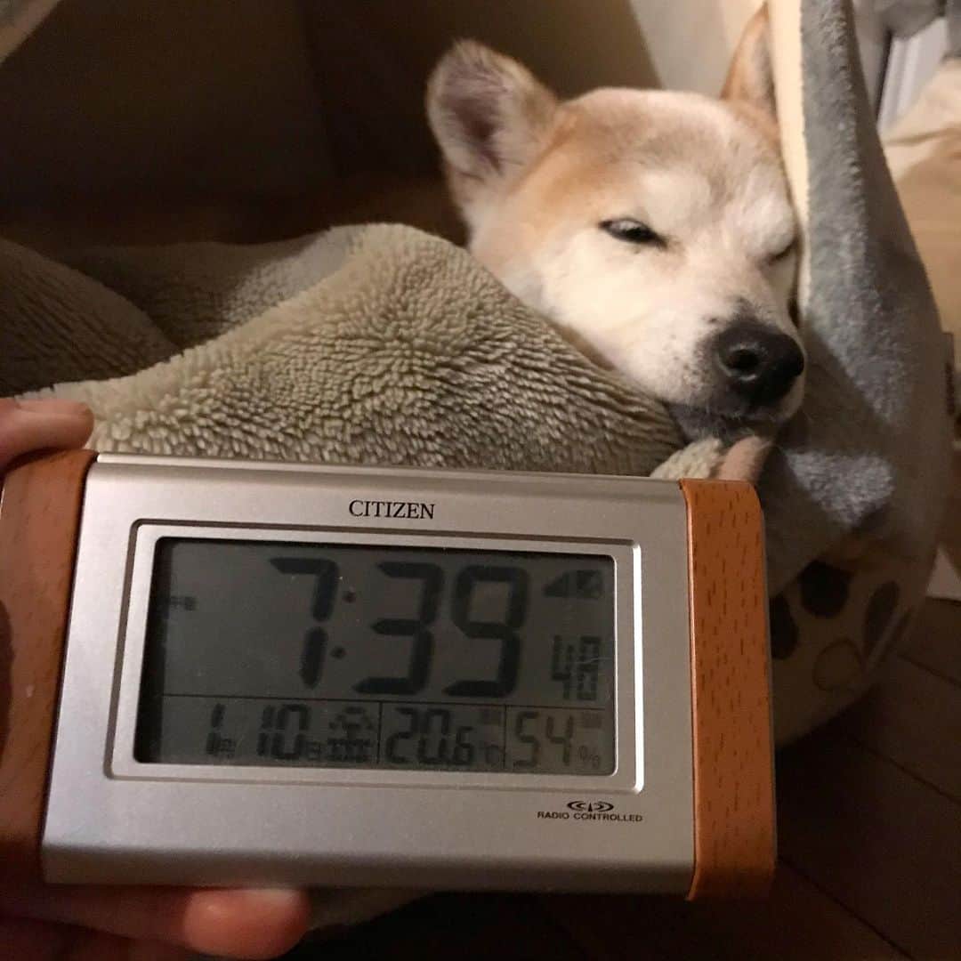 柴犬リリコさんのインスタグラム写真 - (柴犬リリコInstagram)「1月で無暖房なのに20.6℃！😳ここ数日なんだか変な気候ですねぇ🐶💦テント⛺️の中で伸びきっているので、今日は湯たんぽ♨️の必要はなさそう😅」1月10日 20時16分 - ke_rock_