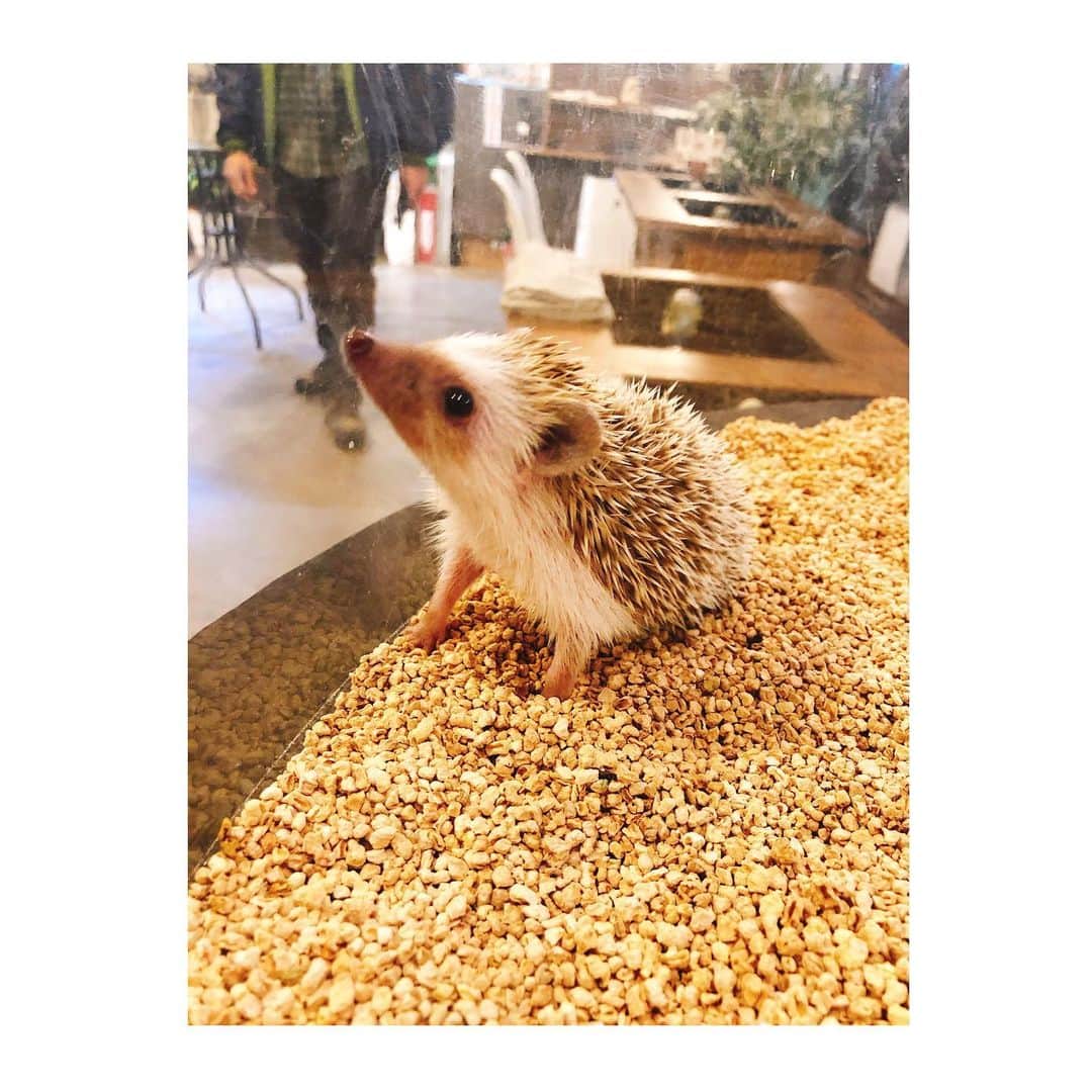 白戸ゆめのさんのインスタグラム写真 - (白戸ゆめのInstagram)「🦔 . 1週間の最後に癒されました💓 今年こそ ハリネズミ買おうと思った 新年1発目の中継🙋‍♀️ . #載せたい動画写真多すぎて #選ぶことを放棄した笑」1月10日 20時32分 - yumeno.s_