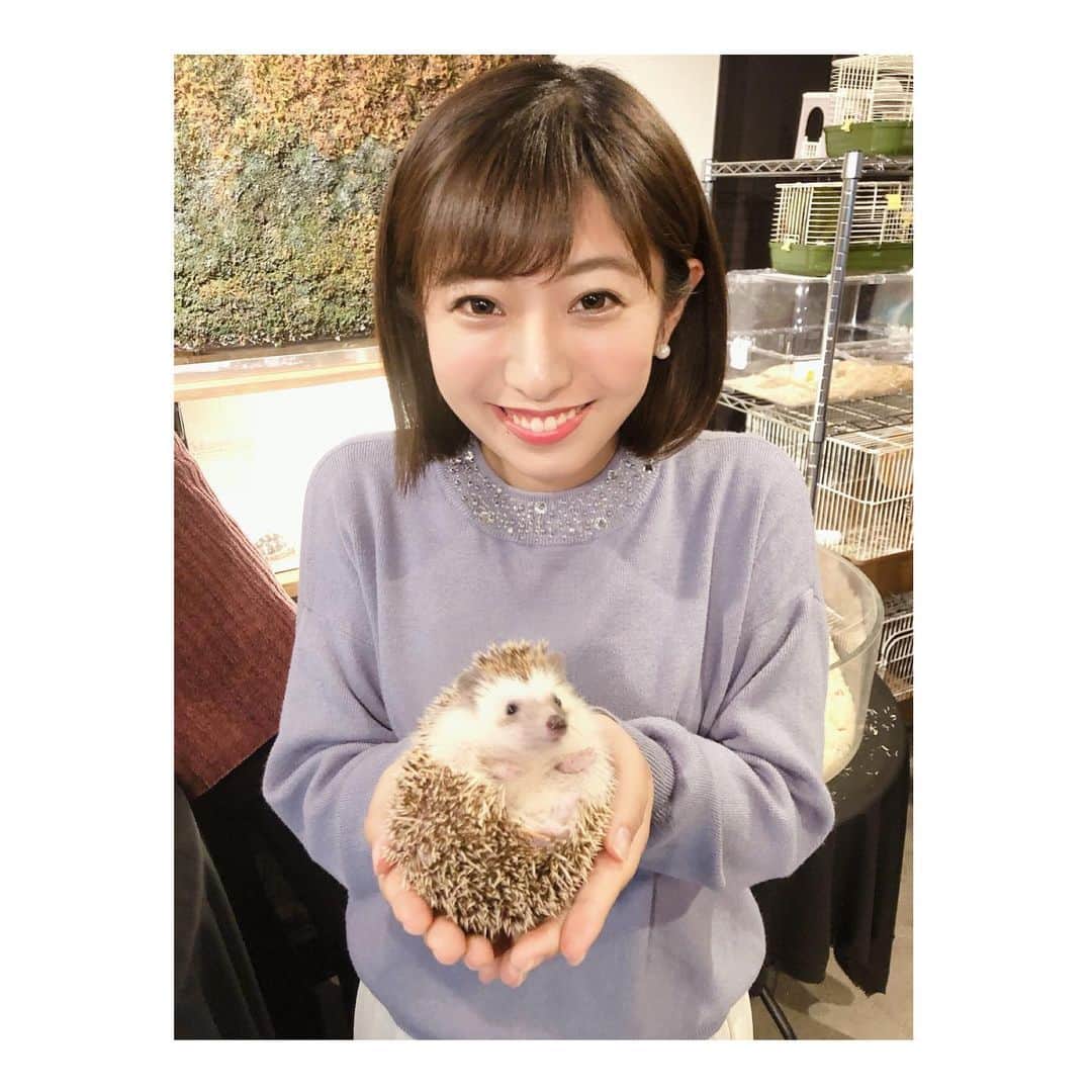 白戸ゆめのさんのインスタグラム写真 - (白戸ゆめのInstagram)「🦔 . 1週間の最後に癒されました💓 今年こそ ハリネズミ買おうと思った 新年1発目の中継🙋‍♀️ . #載せたい動画写真多すぎて #選ぶことを放棄した笑」1月10日 20時32分 - yumeno.s_