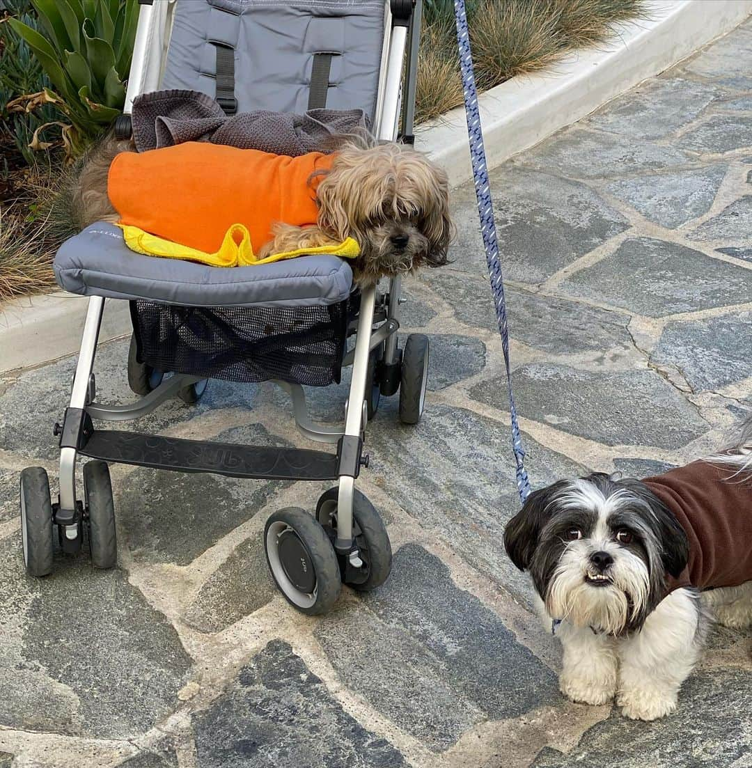 ロゼリン・サンチェスさんのインスタグラム写真 - (ロゼリン・サンチェスInstagram)「Paseo time... #maraca&Archie」1月11日 7時25分 - roselyn_sanchez