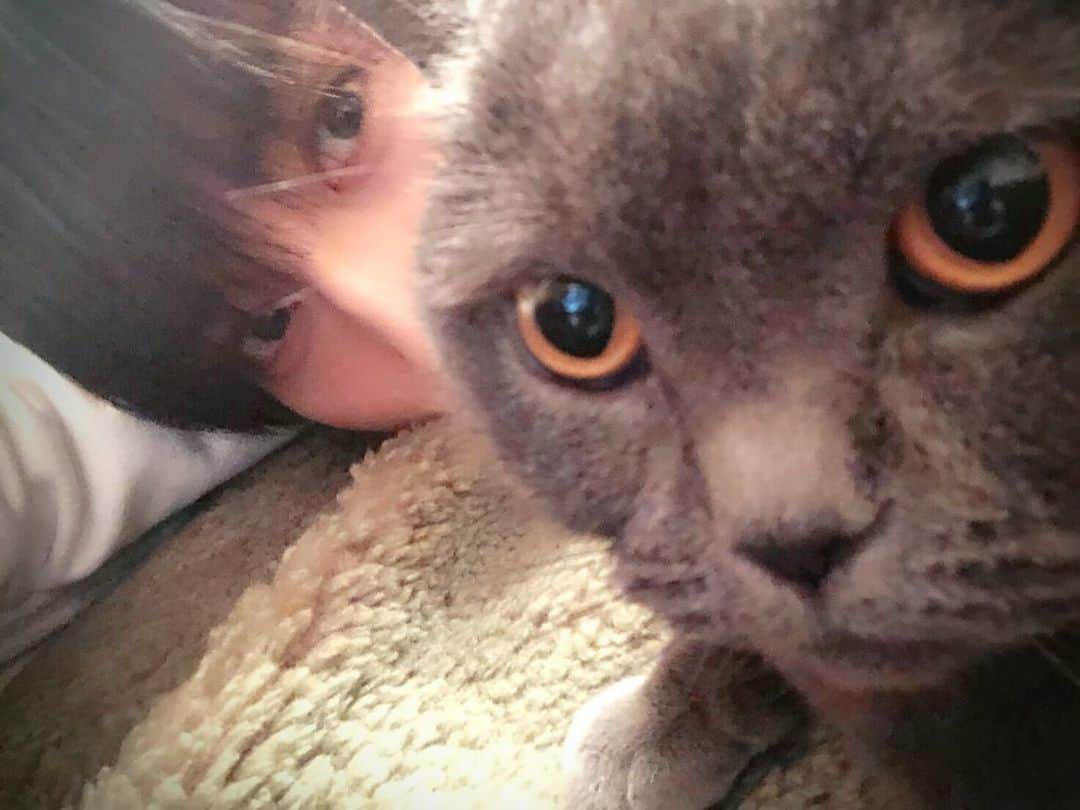 飯島颯さんのインスタグラム写真 - (飯島颯Instagram)「やっぱ俺ら似てるかな？🐻 #猫#ネコ#ブリティッシュショートヘア#ブリ商会#ねこ#ねこ部#ふわもこ部#ねこすたぐらむ#にゃんすたぐらむ#猫のいる暮らし」1月10日 22時23分 - hayate_kumakun_official
