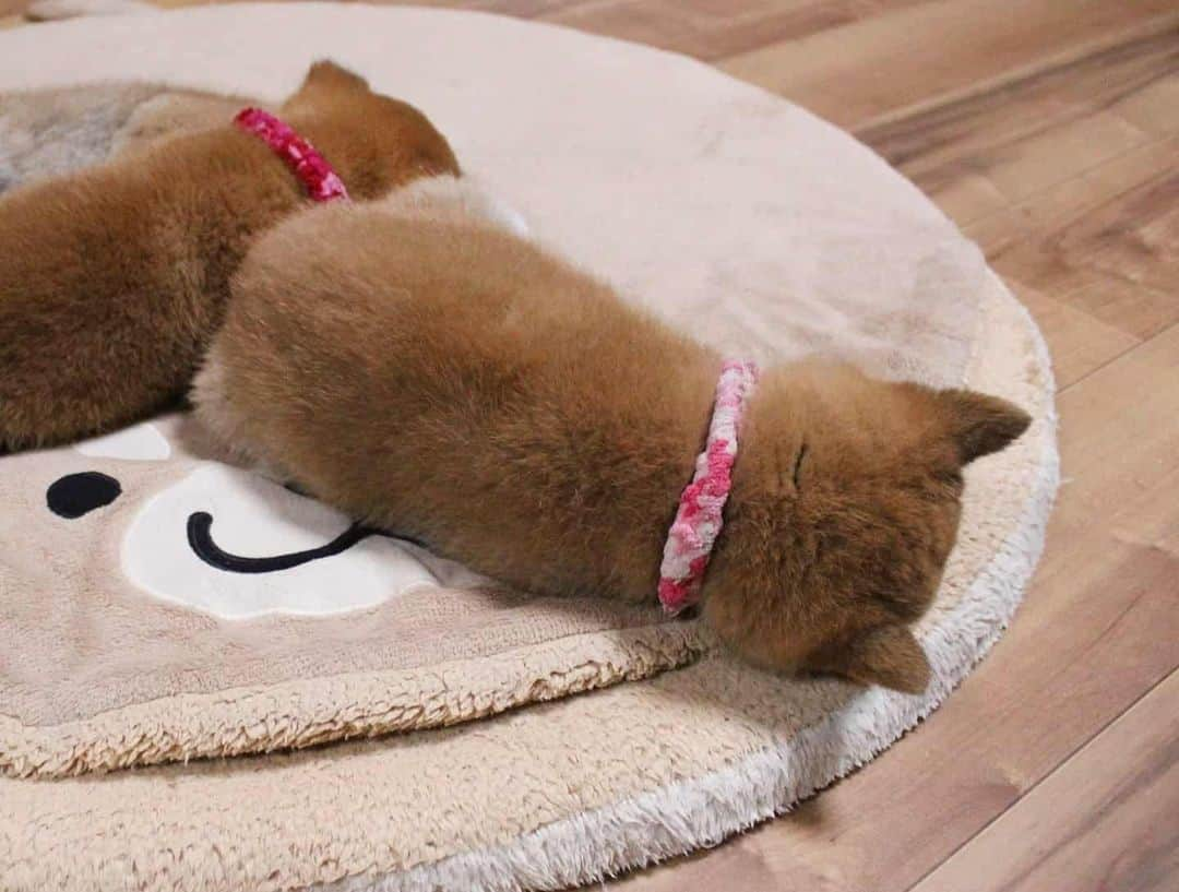 柴犬たま Shibainu Tamaのインスタグラム