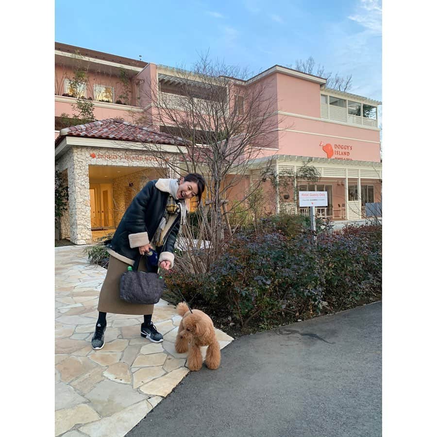 坂田陽子さんのインスタグラム写真 - (坂田陽子Instagram)「成田山から車で3.40分くらいの場所にある、 ワンコと一緒に泊まれる @doggys_island ・ 広大な敷地内には、1.3キロのお散歩コース。総天然芝で広い広〜いドッグランは小型犬、中・大型犬用共に数箇所ずつあって、愛犬が思いっきり走り回って遊んでるのを、タープ付きのチェアに腰掛け快適にのんびり眺められるし、夏だったらじゃぶじゃぶ池で遊ばせてもいい😆 ・ レストランはブッフェや洋食、ベーカリーカフェやBARもあり、勿論ワンちゃん連れで🆗 ・ 歩いて2.3分の温泉施設、 #小谷流温泉 #森の湯　は 宿泊者は880円で何度も利用でき、施設内のトリミングサロンで無料で一時預かりもしてくれます。 ・ 朝食のブッフェレストランは ワンコメニューもバリエーション豊かでかるたも初めての味に嬉しそうだった😆😆 ・ とにかくワンコに優しい。ワンコファースト‼️ワンコが喜んでると私も嬉しい😂‼️ ・ かるた🐶と一日中いちゃいちゃ出来る、初旅行としては最高のHotel👏👏👏今度は夏にっ！！ ・ ・ #愛犬と旅行 #愛犬と一緒  #愛犬と泊まれるホテル  #ドギーズアイランド  #小谷流の里ドギーズアイランド」1月10日 22時34分 - yokosakata