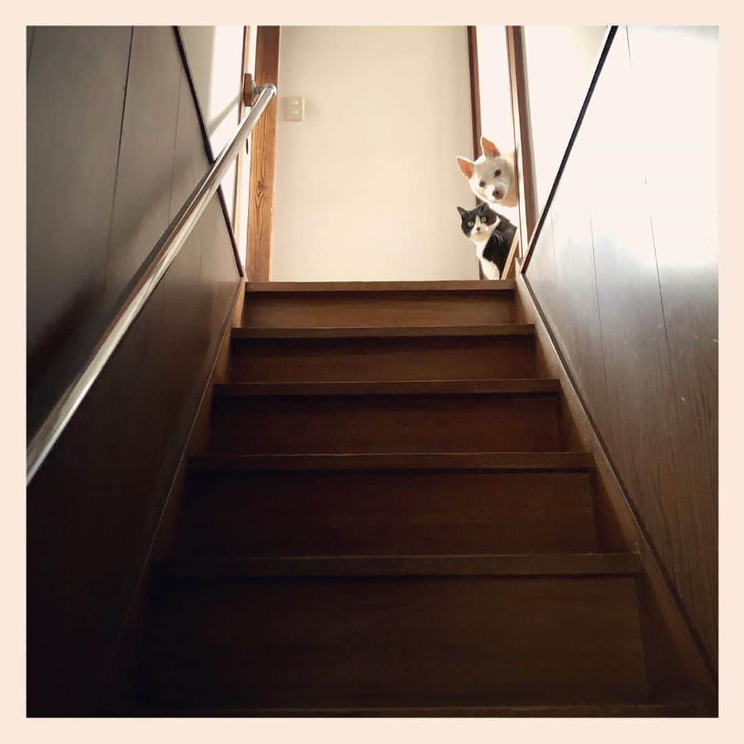 パンといっぴきさんのインスタグラム写真 - (パンといっぴきInstagram)「#stairsgram #catanddog #blackandwhitecat #tuxedocat #crossbreed #mixdog #犬と猫 #雑種犬 #元保護犬 #白黒猫 #ハチワレ #元保護猫」1月10日 23時19分 - kwhr725