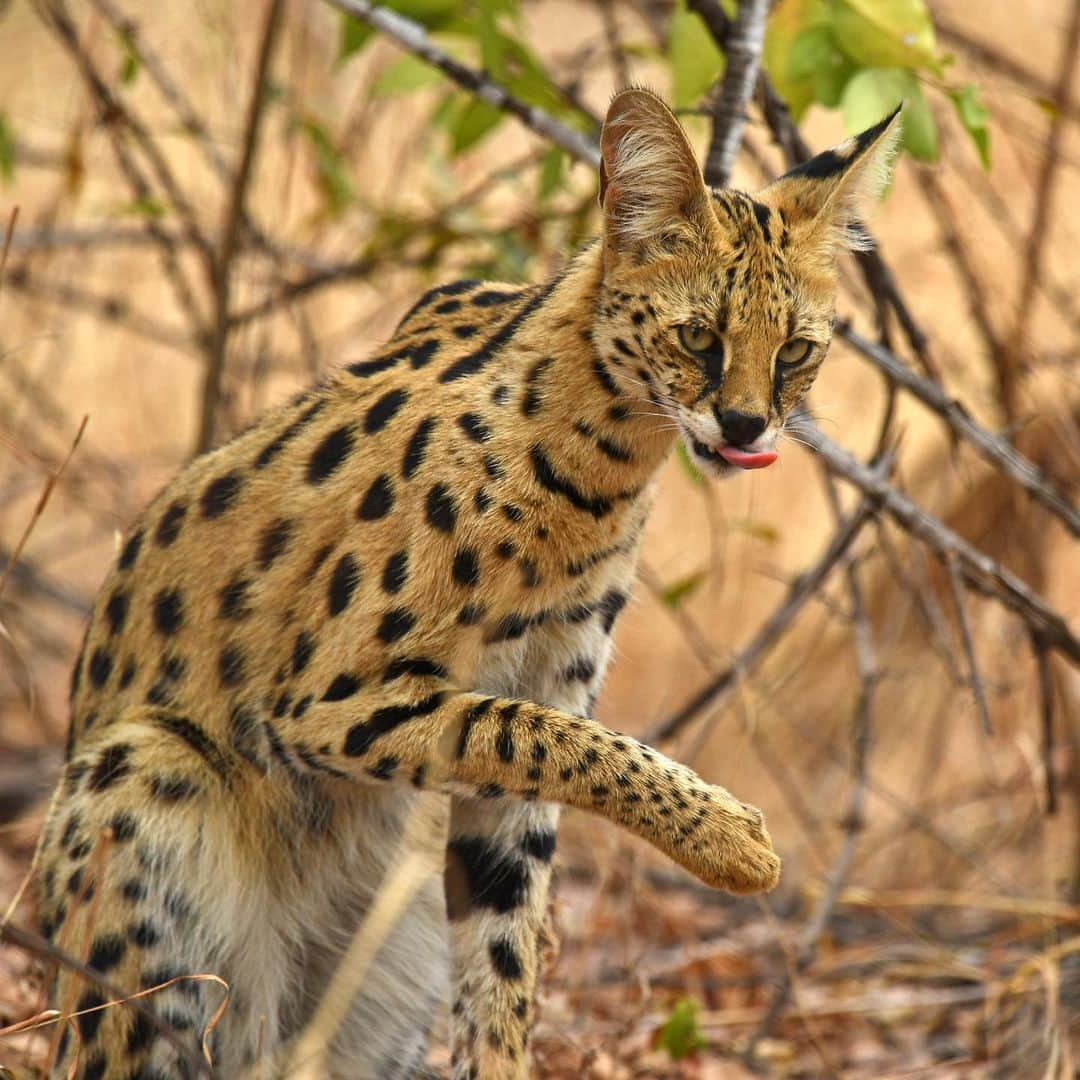 Thomas Peschakさんのインスタグラム写真 - (Thomas PeschakInstagram)「Baboons, African Wild Dogs and Servals were just some of the iconic wildlife I recently photographed for @NatGeo and @insidenatgeo in Mozambique’s Niassa National Reserve. In 2020 I have two more trips scheduled to continue to document one of Africa’s least photographed and written about wildernesses. Inhabited by prolific biodiversity and about 60,000 indigenous people, there were many moments in this reserve the size of Switzerland, when I felt that I came close to experiencing Africa the way it was before colonialism, the slave trade and Rinderpest (a bovine disease) altered the balance of people and nature on the continent. Shot in collaboration with @anacconservacao @niassanationalreserve and @niassalionproject #mozambique #conservation #wilderness #communityconservation #niassa」1月10日 23時50分 - thomaspeschak